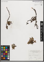 Foto von Salix retusa L.